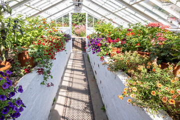 Fototapeta na wymiar Flowers In Full Bloom In The Victorian Greenhouses At West Dean Gardens