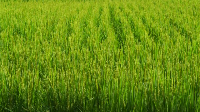 Rice fields in Northeast China in August