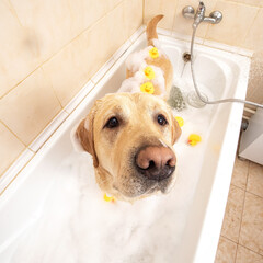 A dog taking a shower with soap and water