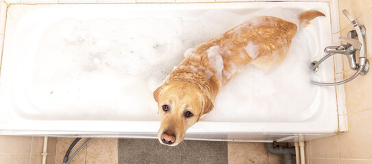 A dog taking a shower with soap and water