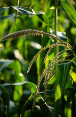 Young field with corn at sunset