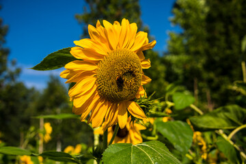 Near view of a disk of a sunflower