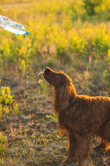 Irish Setter standing on green grass