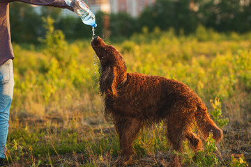 Irish Setter standing on green grass