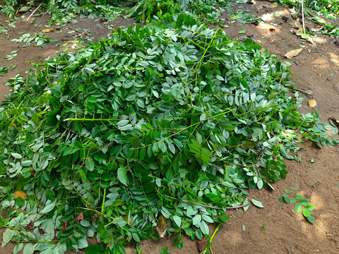 Gliricidia sepium levaes are pile up in the ground