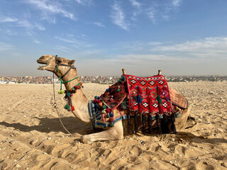 Camel at Giza Pyramids Plato in Egypt, Cairo