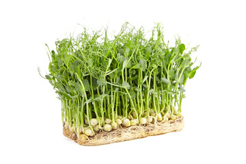 Fresh microgreens isolated on white