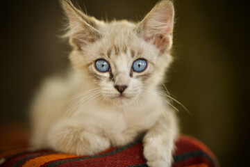 Sweet Blue Eye Kitten