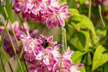 Close up of bumble bee on Deutzia Tourbillon Rouge flowers in sunny summer day. Bee polinator on pink flowers.