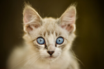 Fototapeta na wymiar Blue Eye Kitten