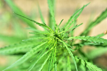 Industrial hemp agriculture green plant