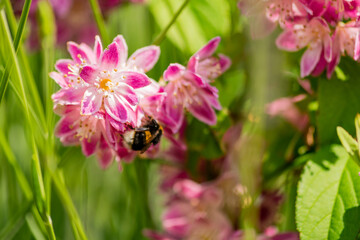 Close up of bumble bee on Deutzia Tourbillon Rouge flowers in sunny summer day. Bee polinator on pink flowers.