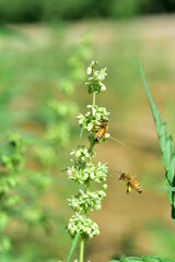 Industrial hemp agriculture green plant