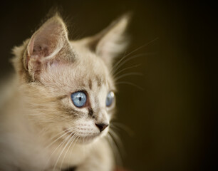 Obraz premium Sweet Blue Eye Kitten