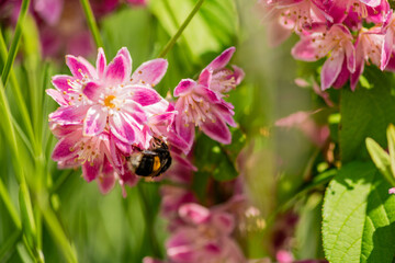 Fototapeta na wymiar Close up of bumble bee on Deutzia Tourbillon Rouge flowers in sunny summer day. Bee polinator on pink flowers.