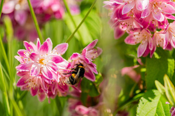 Fototapeta na wymiar Close up of bumble bee on Deutzia Tourbillon Rouge flowers in sunny summer day. Bee polinator on pink flowers.