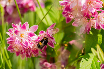 Close up of bumble bee on Deutzia Tourbillon Rouge flowers in sunny summer day. Bee polinator on pink flowers.