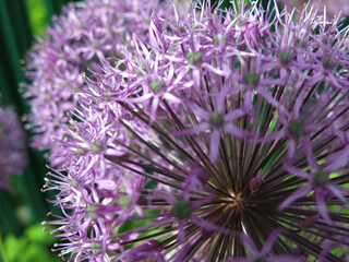 Onion aflatunsky (Allium aflatunense) blooms with a purple ball in the summer in the garden