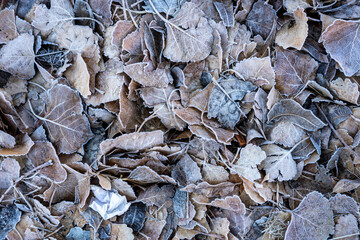 Frost Clings to Fallen Leaves on Cold Morning