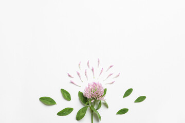Composition with beautiful clover flower, petals and leaves on white background, top view