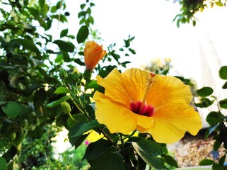 orange and flowers