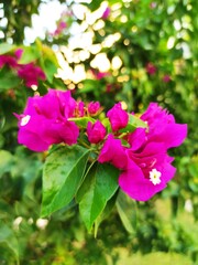 pink rose bush