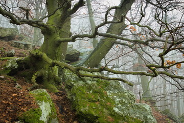 mossy tree in the forest on rocks with warped branches and frost deposit in late autumn