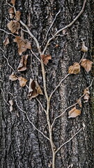 dry brown leafs on old tree trunk in color