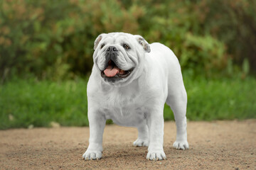 English bulldog in the park