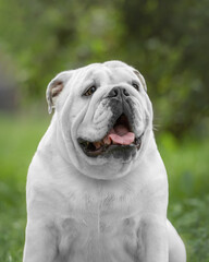 English bulldog in the park
