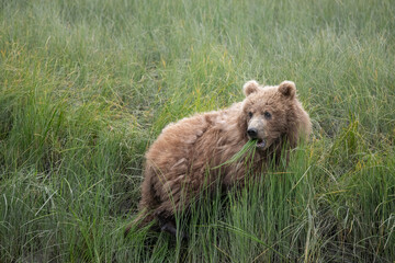 Fototapeta na wymiar Cute Brown Bear Cub, Lake Clark Eating Grass