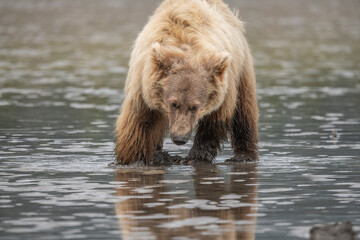Clamming Brown Bear, Low Tide, Cook Inlet