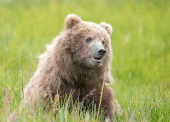 Fototapeta premium Adorable Brown Bear Cub, Lake Clark