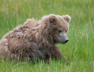 Adorable Brown Bear Cub, Lake Clark