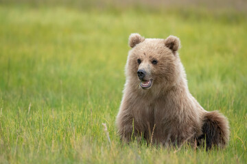 Brown Bear Cub Posing © Betty Sederquist