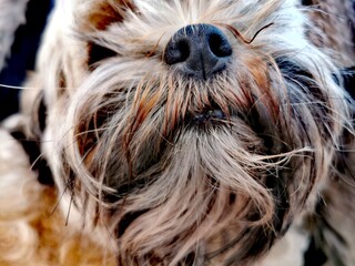 Tibet Terrier 