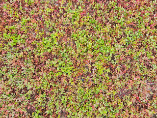 Ground Cover Seamless Texture Tile. Plants leaves from top view. Good for backbround and architectural 3D rendering and presentation.