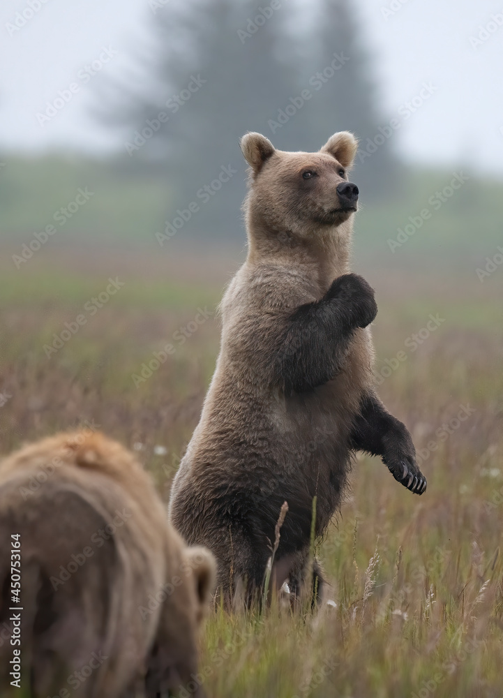 Wall mural standing brown bear cub, lake clark