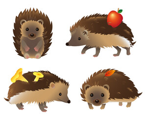 Set of vector illustrations of hedgehogs. Hedgehogs in various poses 