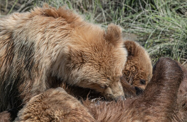 Closeup of Nursing Brown Bear Cubs, Lake Clark