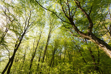 green poplars in the spring season in the forest