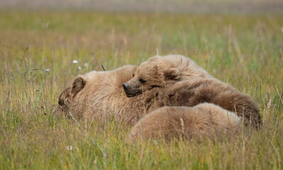 Cub Sleeping on Top of Mom, Lake Clark