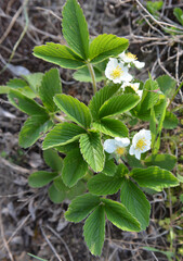 Wild strawberries bloom in nature