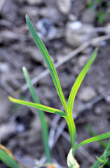 In the wild is growing Falcaria vulgaris