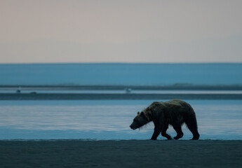 Bear Wandering Shore of Cook Inlet, Lake Clark National Park