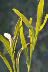 In the wild is growing Falcaria vulgaris