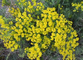 In spring, Euphorbia cyparissias blooms among herbs