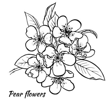 Spring pear inflorescenc Freehand ink vector eps 10