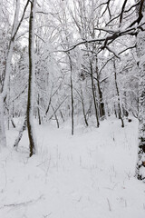 winter forest with trees without foliage