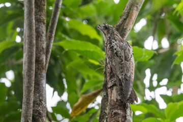 Ave URUTAU - Nyctibius griseus - fica camuflada imóvel imitando um pau seco. Antonina, Paraná,...
